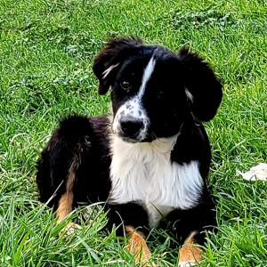 Australian Shepherd Puppy Smokey
