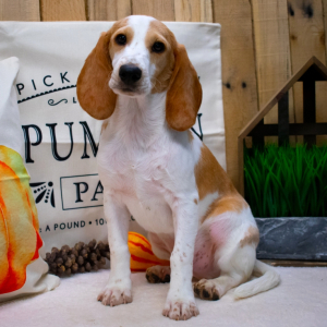 Beagle Puppy Rocco