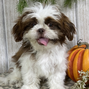 Shih Tzu Puppy Jacob