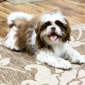 Shih Tzu Puppy Jacob