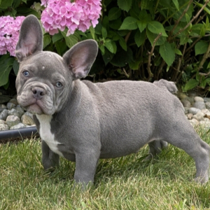 French Bulldog Puppy Kane