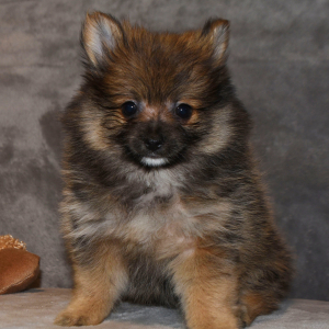 Pomeranian Puppy Pixie