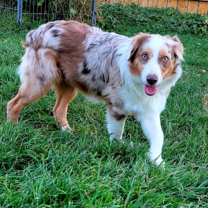 Australian Shepherd Puppy Patches