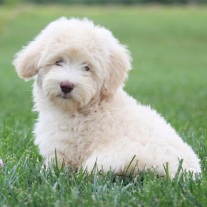 Havapoo Puppy Mercury