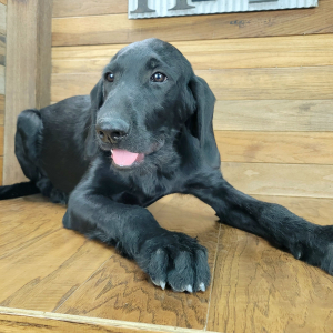 Labradoodle Puppy Blaze