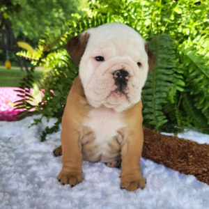 Bulldog Puppy Daisy