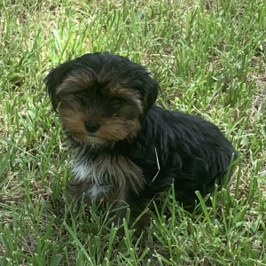 Yorkshire Terrier Puppy Milo