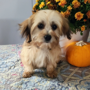 Shorkie Puppy Heidi