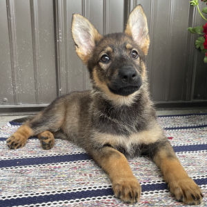 German Shepherd Dog Puppy Daisy