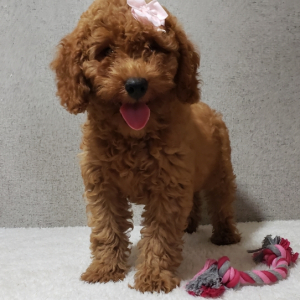Goldendoodle Puppy Jada