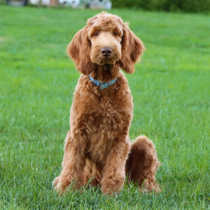 Goldendoodle Puppy Minnie