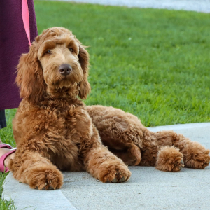 Goldendoodle Puppy Minnie