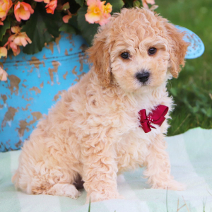 Bichonpoo Puppy Skylar