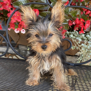 Yorkshire Terrier Puppy Princeton