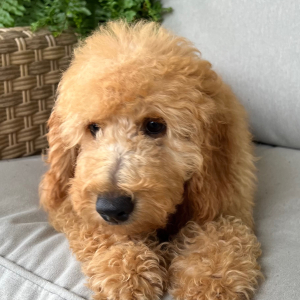 Goldendoodle Puppy Bryson