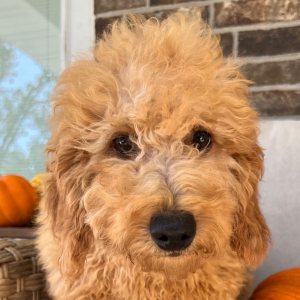 Goldendoodle Puppy Bryson