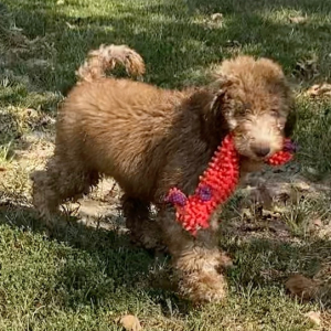 Poodle Puppy Sarge