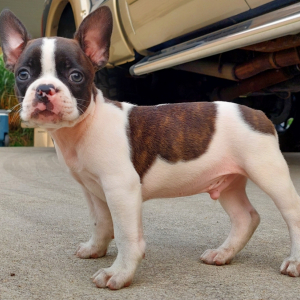 Frenchton Puppy Toco
