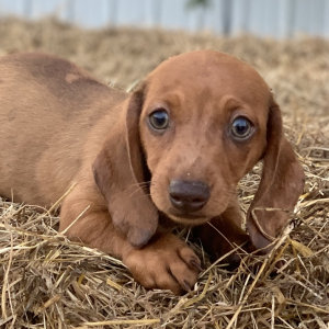 Dachshund Puppy Steven