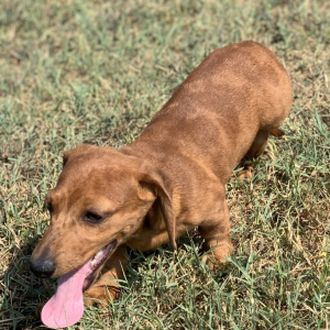 Dachshund Puppy Shawn
