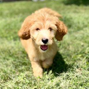 Goldendoodle Puppy Parris