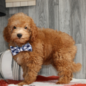 Goldendoodle Puppy Brady