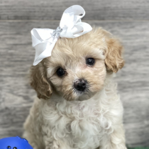 Cavapoo Puppy Truly
