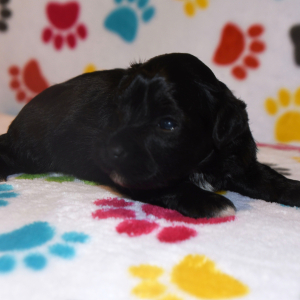 Miniature Schnauzer Puppy Heath
