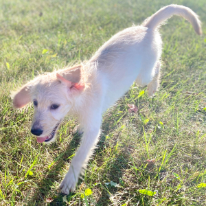 Labradoodle Puppy Aliyah