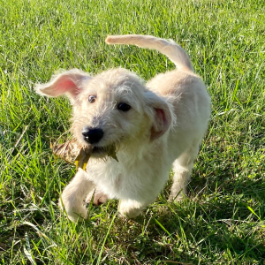 Labradoodle Puppy Aliyah