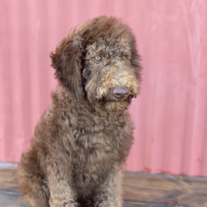 Labradoodle Puppy Luna