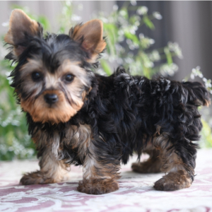 Yorkshire Terrier Puppy Kenny