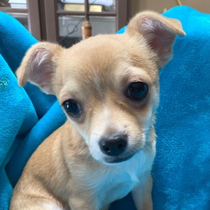Chihuahua Puppy Winston