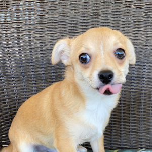 Chihuahua Puppy Winston