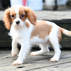 Cavalier King Charles Spaniel Puppy Bodie