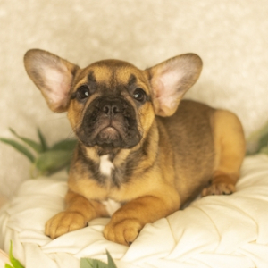 French Bulldog Puppy Berklie