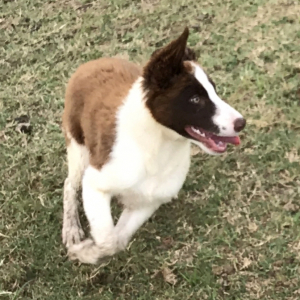 Border Collie Puppy Ruby