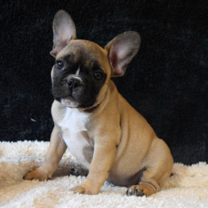French Bulldog Puppy Kyle