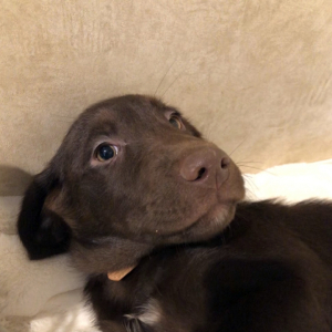 Labrador Retriever Puppy Major