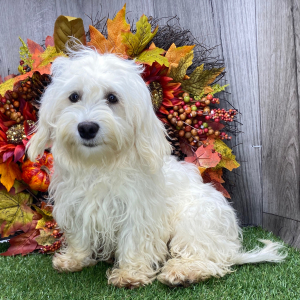 Havanese Puppy Denver