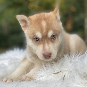 Pomsky Puppy Kodiak