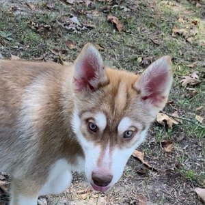Pomsky Puppy Kodiak