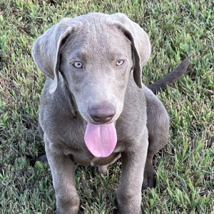 Labrador Retriever Puppy Tate