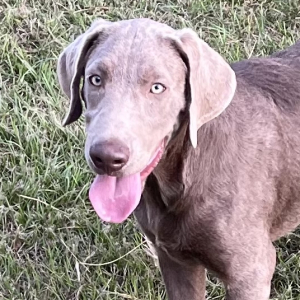 Labrador Retriever Puppy Tate