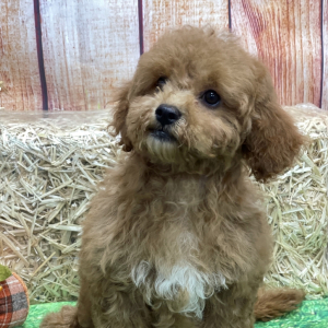 Goldendoodle Puppy Anna