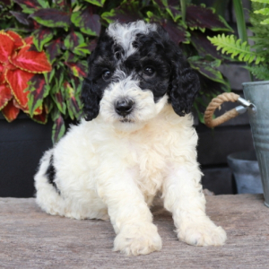 Poodle Puppy Reese