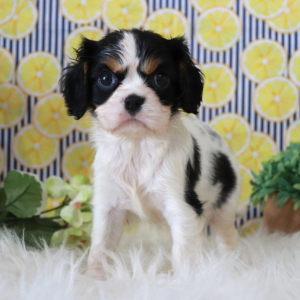 Cavalier King Charles Spaniel Puppy Izzy