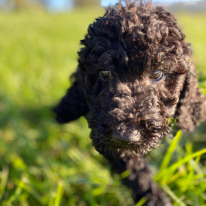 Poodle Puppy Ean