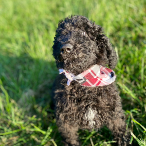 Poodle Puppy Ean