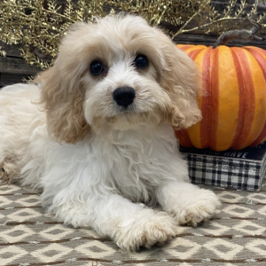 Cavachon Puppy Caliber